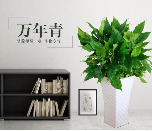 中型辦公綠植【萬(wàn)年青】的養(yǎng)護(hù)