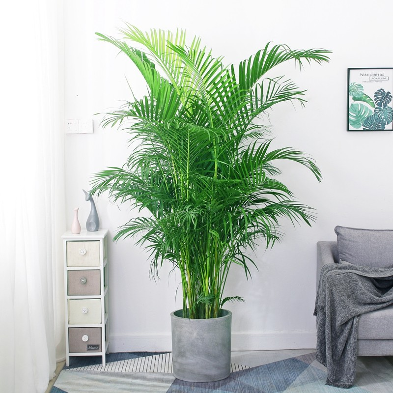 室內(nèi)高大【散尾葵】養(yǎng)護技巧