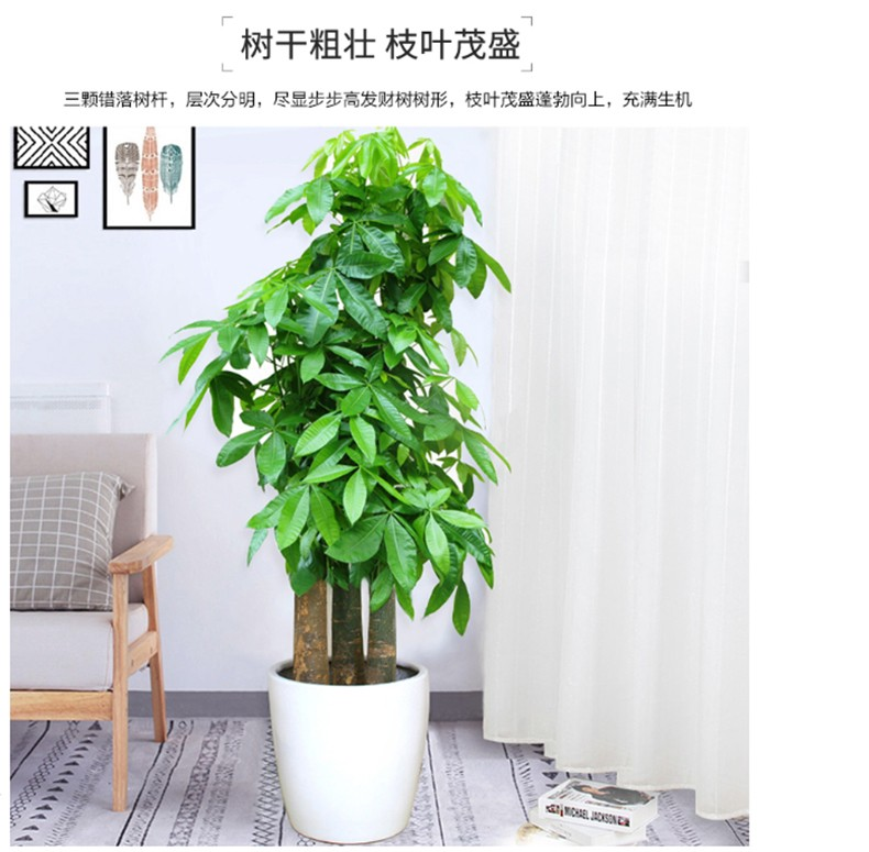 辦公綠植【步步高發(fā)財】樹養(yǎng)護方法