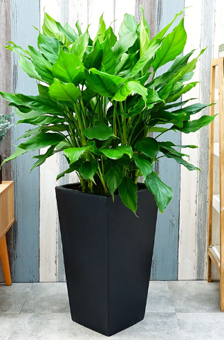 1680183704290184.jpg 1617260999(1).jpg