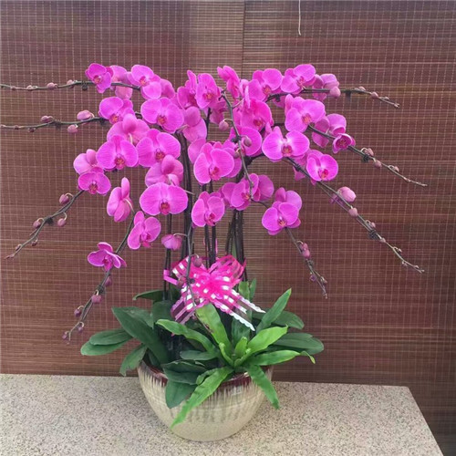 1680183952184018.jpg 蝴蝶蘭.jpg