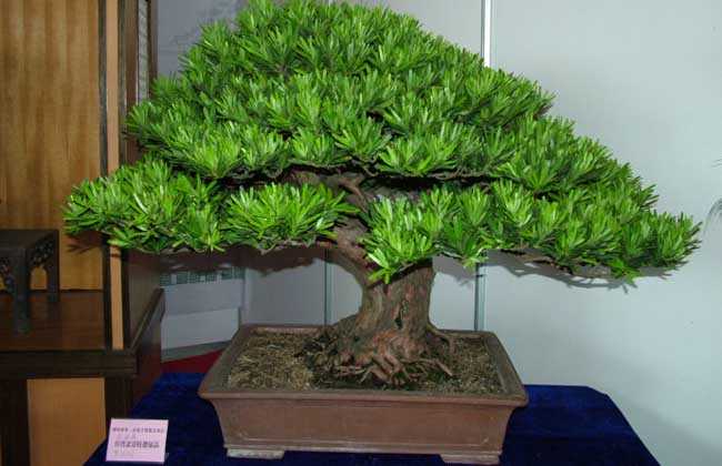 高端花卉綠植【羅漢松】盆景養(yǎng)護