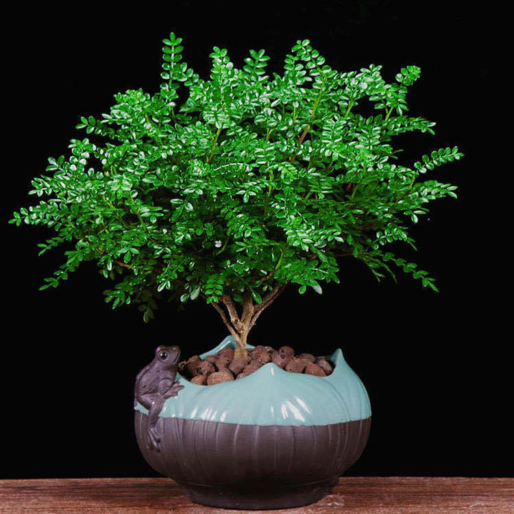 桌擺綠植小盆栽【清香木】養(yǎng)護