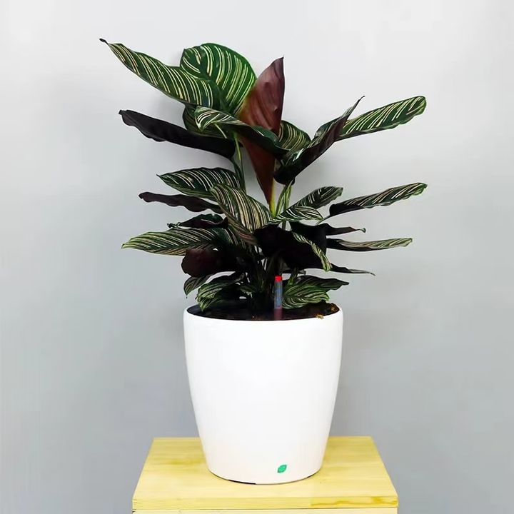 辦公桌上的風(fēng)景線-小盆栽-哪些小花比較好養(yǎng)？