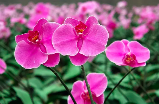 西安花卉綠植租賃公司分享蝴蝶蘭養(yǎng)護技巧？