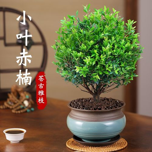 西安辦公綠植租賃公司|赤楠的養(yǎng)護技巧分享