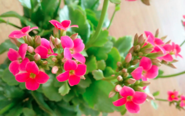 適合桌擺的盤栽小綠植【長壽花】西安綠植租賃