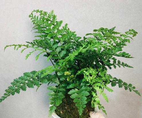 網(wǎng)紅小盆栽【吉姆蕨】養(yǎng)護方法|西安花卉出租