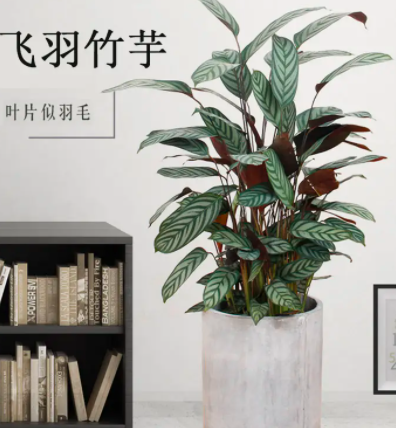 中型綠植【飛羽】如何養(yǎng)護(hù)？西安綠植租擺公司推薦