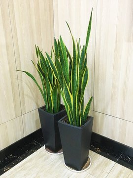 辦公室皮實耐養(yǎng)的綠植【虎皮蘭】西安綠植租賃